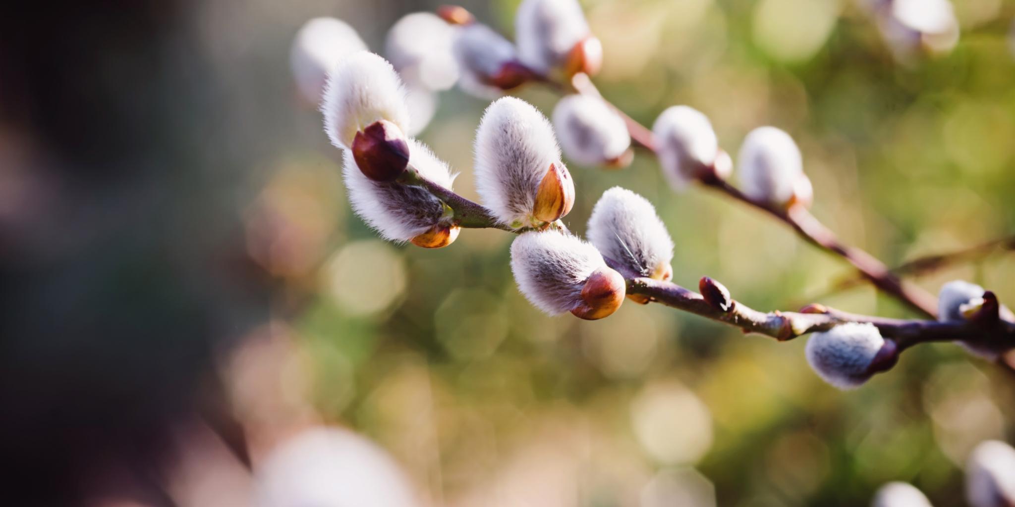 Weidenkätzchen vor grünem Hintergrund im Frühling